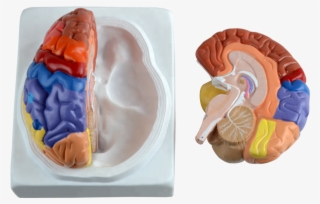 Plastic Human Brain With Different Function Area - Brain #9399065