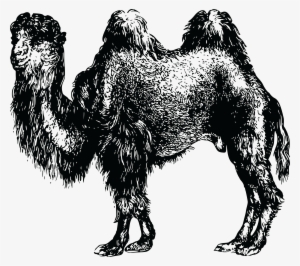 , , - Bactrian Camel #940109 , , - Bactrian Camel #940109