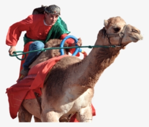 Camel Racer - Camel Race Canterbury Park #940237