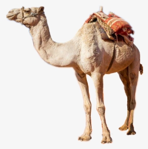 Camel Drawing Anime - History #940400