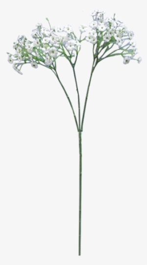 Baby Breath Flower Png Clip Free - Baby's Breath Flower Transparent #941269