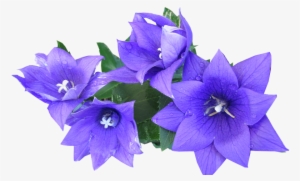 Blue, Flower, Cut, Out - Cut Out Flowers Png #941343