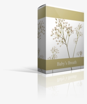 Baby's-breath #941677