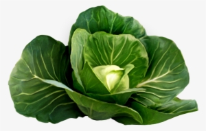 Image Free Library Cabbage Picture Fruits Vegetables - Cabbage #942208