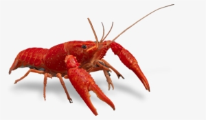 Crayfish Clip Art At Clker Png - Homarus #942209