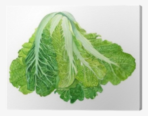 Chinese Cabbage In Watercolor - Vegetable #942234