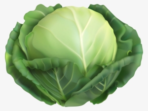Cabbage Png #942236