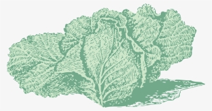 Free Vector Jersey Cabbage Clip Art - Cabbage #942366