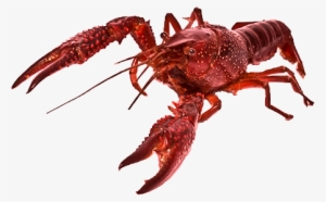 1485807362-1139 - Crawfish Transparent #942443