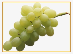 Incredible White Grape On Background Fleurs Pics Of #942491 Incredible White Grape On Background Fleurs Pics Of #942491