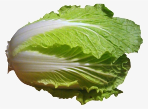 Cabbage Plant Png - Napa Cabbage Clip Art #942548