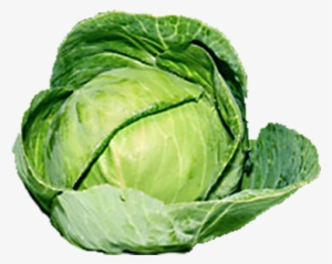 Organic Green Cabbage Png - Green Cabbage Png #942573