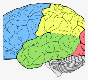 Brain-600x600 - Human Brain Lobes Diagram #942733