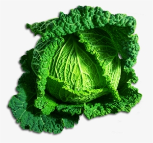 Green Cabbage Png - Hd Vegetable Png Clipart #942757
