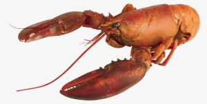 Crayfish Clipart Transparent - Lobster Transparent #942952