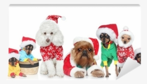 Group Of Purebred Dogs In Christmas Hats Wall Mural #943159