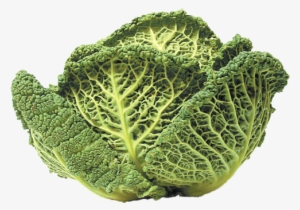 Savoy-cabbage - Kale #943205