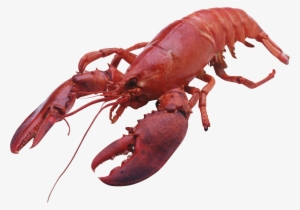 Lobster Png - Products Of Maine #943297