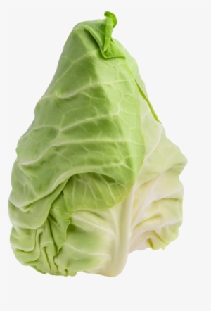 Pointed Cabbage - Pointed White Cabbage #943573
