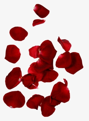 Hd Rose Petals - Rose Petal #945100