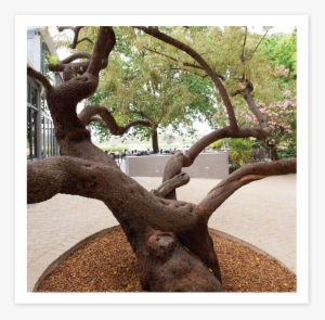Karee Tree - Oak #945307