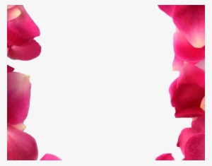 Rose Petals Frame Png #945503