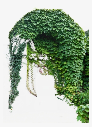 I Dug Out My Old Copy Of Pd Particles From Thebest3d - Old Plants Png #945743