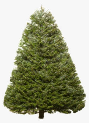 Christmas Trees Types Valley View Christmas Trees - Transparent Douglas Fir Tree #945821