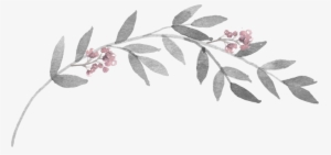 Vector Graphic On Pixabay Cauliflower Gratin - Rosa Glauca #946185