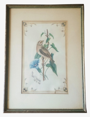 Antique Watercolor Sparrow On Morning Glory Artist - Art - Free ...