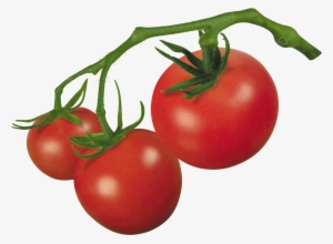Vector Royalty Free Library Crude Drawing Tomatoes - Tomato On Vine Clipart #947656