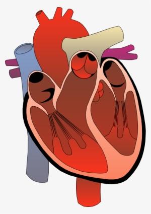 Realistic Heart Png Free - Heart Anatomy Clipart #947686