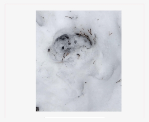 Boreal Woodland Caribou Track In Snow - Boreal Woodland Caribou #947914