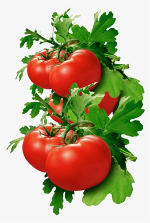 Tomatoes As Spices #948094