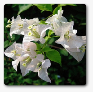 Bougainvillea Flower - Indoor Bougainvillea White #948322