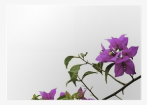 Bougainvillea #948433