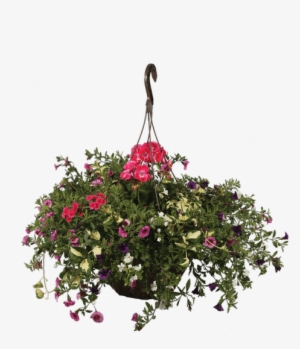 13"hanging Basket, Raspberry Smoothie - Petunia #948574