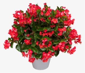 Rex Begonia - Begonia Png #948632