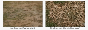 Grey Snow Mold And Pink Snow Mold - Lawn #948679