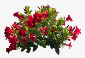 Mandevilla - Bouquet #948700