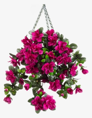 Photo Hanging Basket 2 Zpsc6iltszt - Silk Plants Direct Azalea Hanging Bush - Cerise - Pack #948719 Photo Hanging Basket 2 Zpsc6iltszt - Silk Plants Direct Azalea Hanging Bush - Cerise - Pack #948719