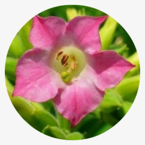 Nicotiana Tabacum #948795