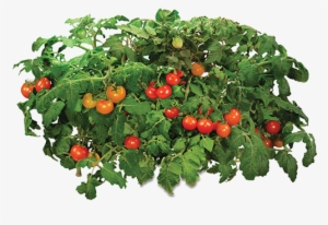 Source - - Aerogrow Golden Harvest Cherry Tomato Seed Kit #948946