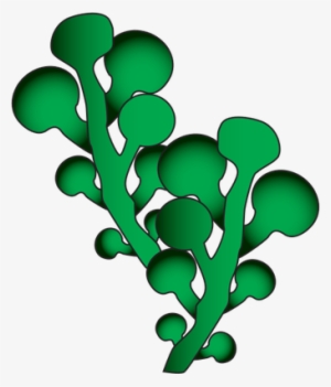 Caulerpa Racemosa - Seaweeds Clip Art #949104