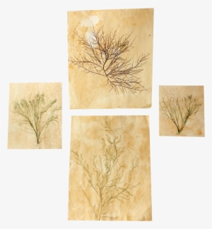 Blackwell Botanicals Natural Pressed Green Seaweed, - Seaweed #949129