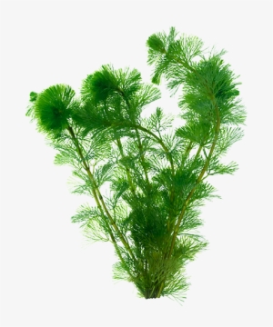 Organixx 7m Plus Immune Support 60 Caps #949386