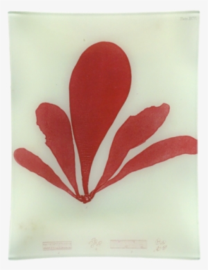 #9 Seaweed - Giclee Painting: Bradbury's Schizymenia Edulis, 48x36in. #949443