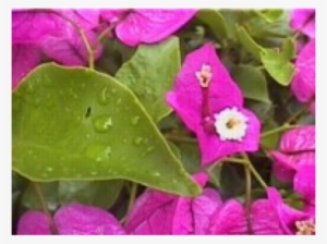 Bougainvillea - Bougainvillea In The Rainforest #949604