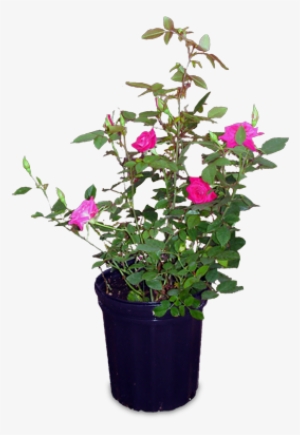 Bougainvillea #949747