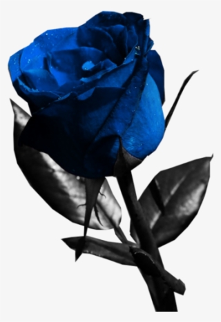 Blue Rose - Blue Rose Psd #9400687 Blue Rose - Blue Rose Psd #9400687